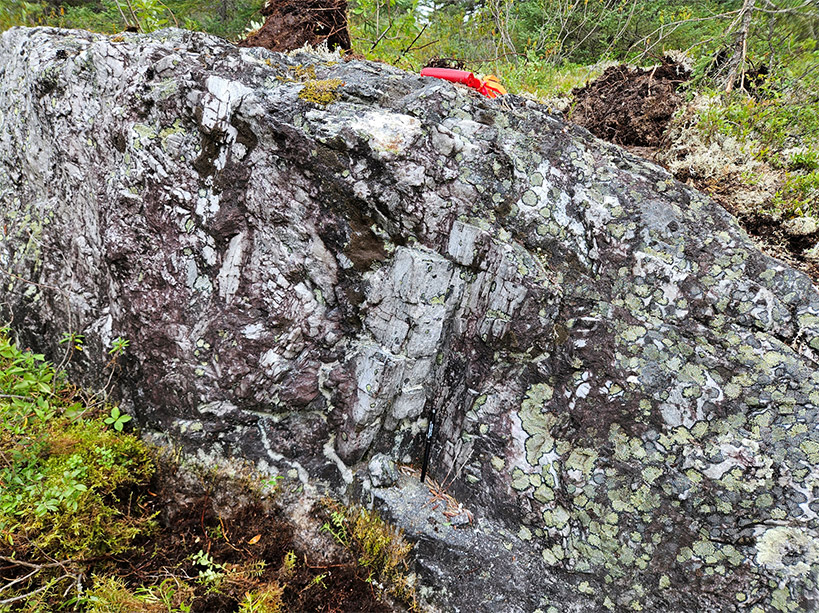 Figure 2: Mineralized outcrop with large prismatic spodumene crystals up to 50cm in length